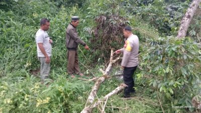 Petik Kopi di Kebun, Nur Ijah Tewas Ketimpa Pohon 