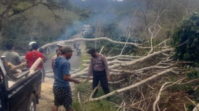 Kapolsek Mesidah Turun Langsung Bersihkan Batang Pohon yang Tumbang di Jalan Wer Tingkem- Jamur Atu