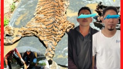 Mantan Bupati Bener Meriah Diamakan Terkait Dugaan Jual Kulit Harimau 