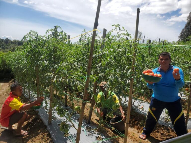 Lokasi Pertanian Lapas Narkotika Kelas IIA Pematangsiantar 