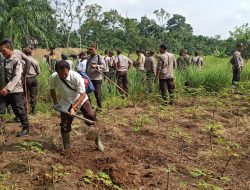 Dikawal Ratusan Polisi, TNI dan Satpam, PTPN III Lakukan Penanaman Sawit di Afd 4 Kebun Bangun