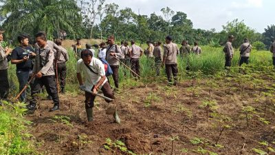 Dikawal Ratusan Polisi, TNI dan Satpam, PTPN III Lakukan Penanaman Sawit di Afd 4 Kebun Bangun