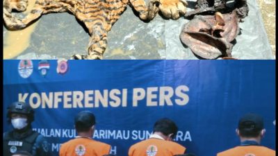 Mantan Bupati Bener Meriah Bersama dua Rekannya Ditetapkan Tersangka Perdagangan Kulit Harimau 