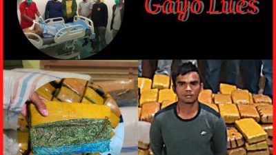 Polres Gayo Lues Gagalkan Peredaran Ganja Kering Sebarat 175 kg