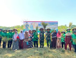 Yonif Raider 300/Bjw laksanakan Panen Raya Padi bersama Warga Desa Binaan 