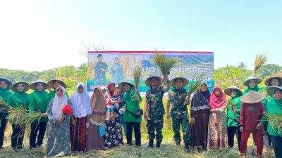 Yonif Raider 300/Bjw laksanakan Panen Raya Padi bersama Warga Desa Binaan 
