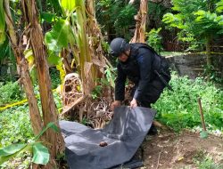 Breaking News…Bahan Peledak sebuah Granat Nanas Ditemukan Warga di Desa Lueng Baro
