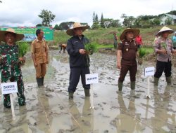 Sukseskan Program Food Estate, Kodim 0113/Galus Tanam Padi di Lahan Tidur