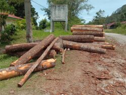 Ketua LAKI Pertanyakan Maraknya Dugaan Perambahan Kayu Pinus di Hutan Reboisasi di Desa Sibaragas, Kabupaten Tapanuli Utara  