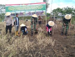 Dongkrak Hanpangan, Kodim 0119/BM bersama Forkopimda Tanam Jagung Perdana