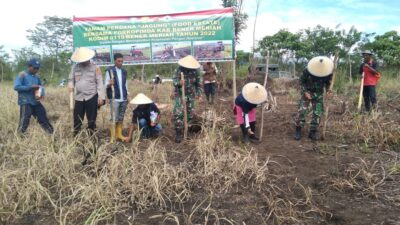 Dongkrak Hanpangan, Kodim 0119/BM bersama Forkopimda Tanam Jagung Perdana