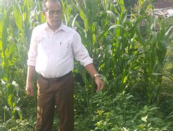 Petani di Taput Mengeluh Kelangkahan Pupuk Phonska Bersubsidi, Parsaoran Siahaan Minta Bupati Lakukan Evaluasi 