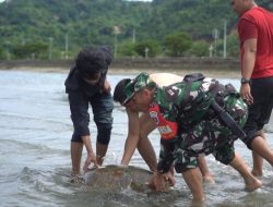 Aksi Heroik Babinsa Koramil 1412-03/Lasusua Selamatkan Hewan Langka di Pesisir Pantai