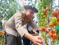 Panen Raya Tomat di Kampung Reje Guru