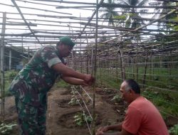 Koptu Jumali Berikan Motivasi dan Bantu Petani Merawat Tanaman Gambas 