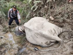 Terkait Matinya Gajah Jinak di CRU Serbajadi, Ini Penjelasan Kapolres Aceh Timur   