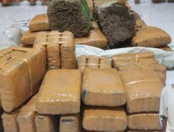 DPO Narkoba Ditangkap, 147 Kg Ganja Ikut Diamankan