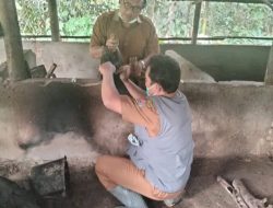 Ternak Babi Diserang Penyakit ASF, Dinas Peternakan dan Perikanan Humbahas Lakukan Penyemprotan