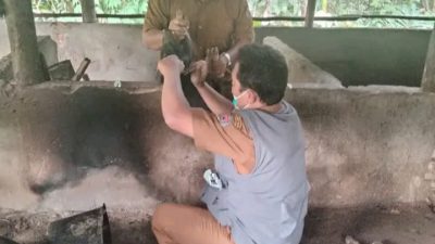 Ternak Babi Diserang Penyakit ASF, Dinas Peternakan dan Perikanan Humbahas Lakukan Penyemprotan