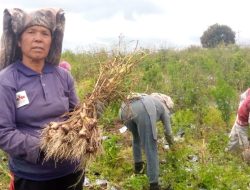 Petani di Lahan Food Estate Sesalkan Candaan Wabup Humbahas Memperagakan Bawang Putih sebagai Permainan Lato-lato