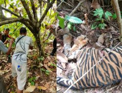 Polres Aceh Timur Selidiki Kematian Anak Harimau di Peunaron    