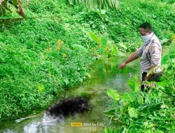 Kondisi Telungkup dan Telanjang, Butar-butar ditemukan Tewas Dialiran Parit Kebun Kelapa Sawit PT Sipef