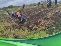 Petani Food Estate Panen Kentang, Hasilkan 18 Ton Per Hektar, Penghasilan Petani Meningkat Pesat