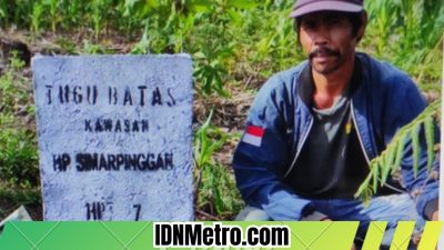 Maya Situmorang:Kita Melakukan Penebagan Kayu Pinus di Dolok Imun Taput Sesuai Tapal Batas Kehutanan