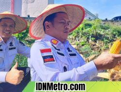 Wujud Kontribusi Ketahanan Pangan, SAE Rutan Kabanjahe Kanwil Kemenkumhan Sumut Panen Jagung