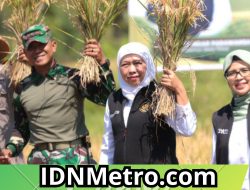 Dandim 0808/Blitar Dampingi Gubernur Jawa Timur Panen Raya Padi Diwilayah Blitar
