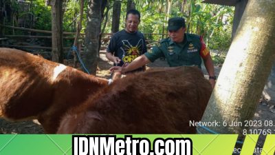 Antisipasi Penyebaran PMK, Serda Irwan Cek Hewan Ternak Sapi Miliki Warga di Dusun Centong