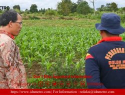 Bupati Humbahas Monitoring Pertanaman Bawang Merah di Lintongnihuta