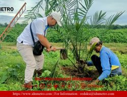 PTPN IV Afdeling V Kebun Bahjambi Lakukan Perawatan TBM II