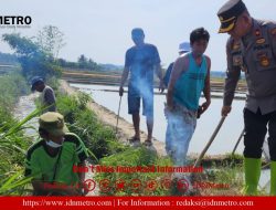 Hama Tikus Meresahkan Warga, Kapolsek Tanah Jawa Ikut Perburuan Tikus Sawah Bersama Warga