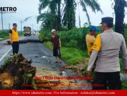 Polsek Perdagangan Gerak Cepat Bersihkan Pohon Sawit Tumbang di Jalan Umum Kerasaan 