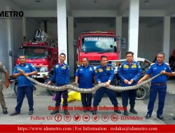 Satpol PP/ Damkar Menangkap dan Evakuasi Ular Piton