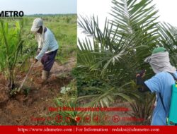 Afdeling 2 Unit Kebun Laras Lakukan Perawatan TBM 0-1-2 dan 3