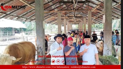 Anak Buah Prabowo Gelar Kontes Bobot Extreme Sapi, Kambing dan Domba