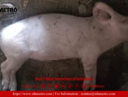 Virus Babi Afrika Kembali lagi di Desa Pohan Tonga,10 Ekor Babi Mati