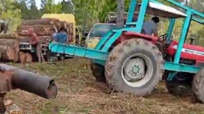 Warga Desa Silando Laporkan Kasus Pencurian Kayu Pinus ke Polres Taput