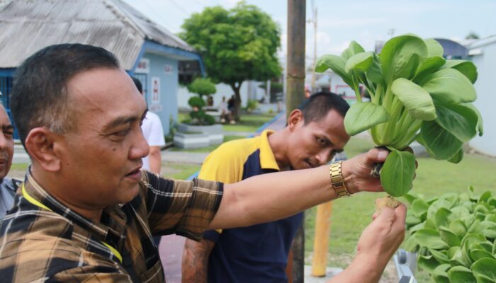 Maksimalkan Hasil “SAE” Pertanian Lapas Tanjungbalai, KaLapas : Kami Pastikan terus Genjot Peningkatan Hasil Panen!