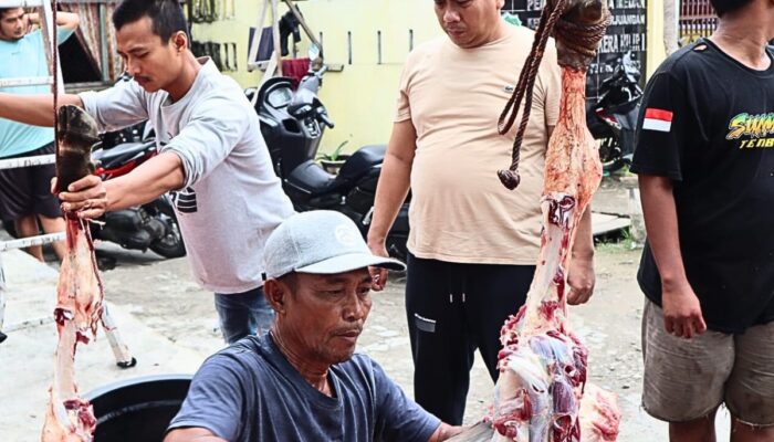 Peringati Idul Adha 1445 Hijriyah, H Zulkarnaen SKM Berqurban 15 Ekor Lembu