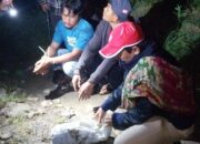 Penangkapan Pengedar Ganja di Ladang Jeruk, Polres Simalungun Berhasil Amankan 6,5 Ons Ganja