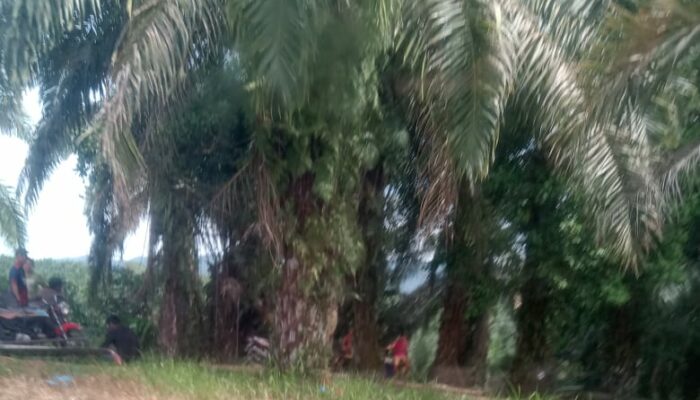 Berulang Kali Digerebek, Lapak Sabu tetap Eksis Beroperasi di Jalan Pembangunan Kelurahan Padang Matinggi