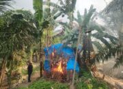 Barak Narkoba di Pekan Jumat Dirobohkan dan Dibakar Polsek Medan Tembung dan Muspika Percut Sei Tuan