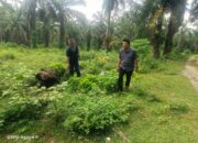 Polsek Bangun Tindaklanjuti Laporan Peredaran Narkoba di Nagori Bangun, Pelaku Tak Ditemukan di Lokasi