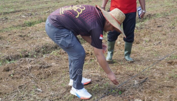 Dukung Program Ketahanan Pangan Presiden dan Menteri, Lapas Narkotika Langkat Manfaatkan Lahan sebagai Area Pertanian