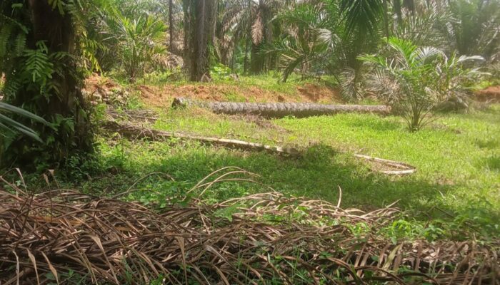 Diduga Kebal Hukum ‘Indra’ Bebas Edarkan Sabu di Dusun Siluman