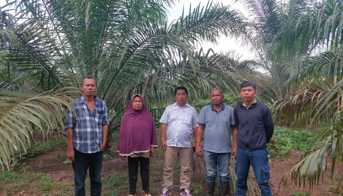 Gapoktan Mekar : Lahan PSR Tahun 2020 Desa Tanjung Siram Rampung Dikerjakan 