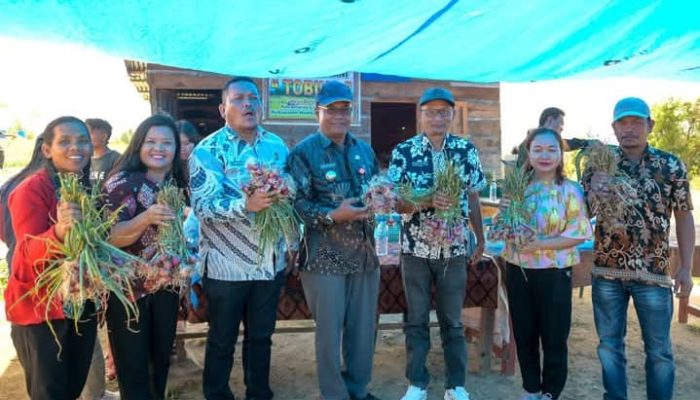 Bupati Humbahas Panen Bawang Merah Bersama Poktan ‘Tobing’ Binaan BI